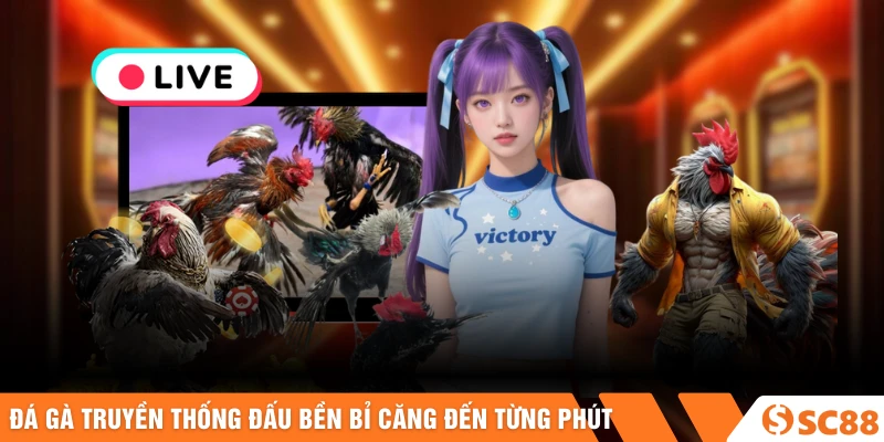 Đá gà truyền thống đấu bền bỉ căng đến từng phút